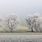 Spuren bei Frost und Nebel