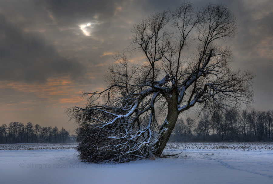 Spuren beim geknickten Baum