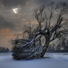 Spuren beim geknickten Baum