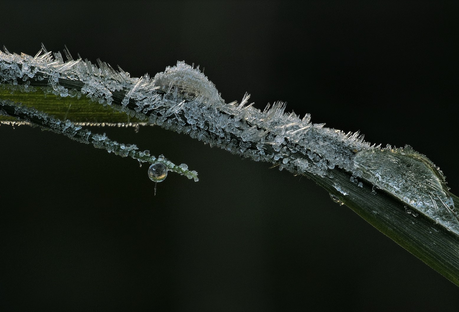 Spuren der letzten frostigen Nacht an einem Grashalm