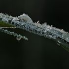 Spuren der letzten frostigen Nacht an einem Grashalm