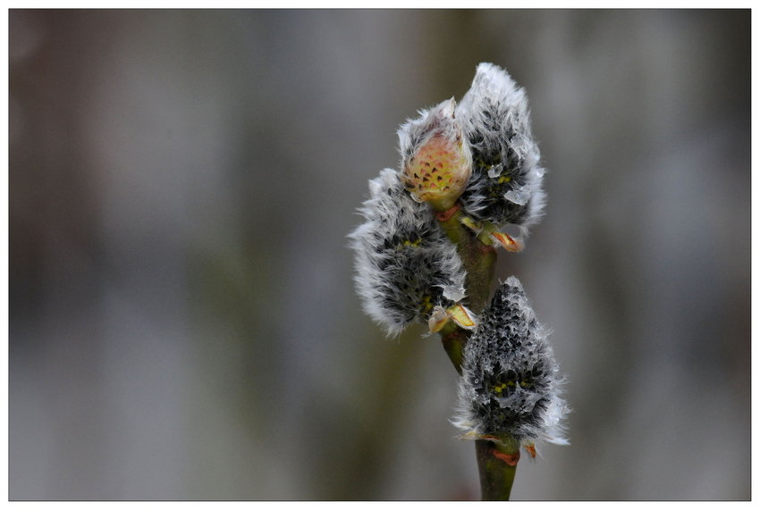 Spuren des Eises