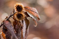 Spuren des Herbstes im Winter