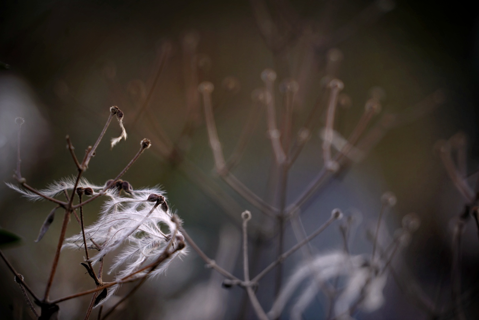 Spuren des letzten Sommers.. Clematis 