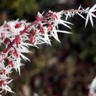 Spuren des Winternebels: crystal reds