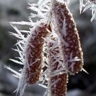 Spuren des Winternebels / Eisnebelkätzchen