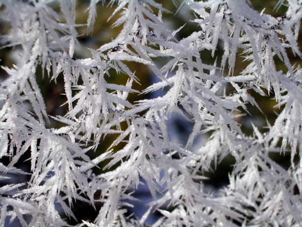 Spuren des Winternebels: Eiszaun II