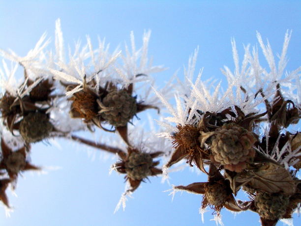 Spuren des Winternebels / Himbeereis