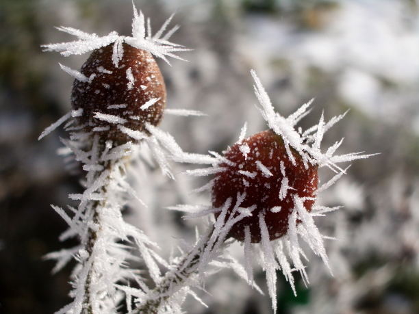 Spuren des Winternebels / Stachelhagebutten