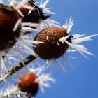 Spuren des Winternebels / Stachelhagebutten II.