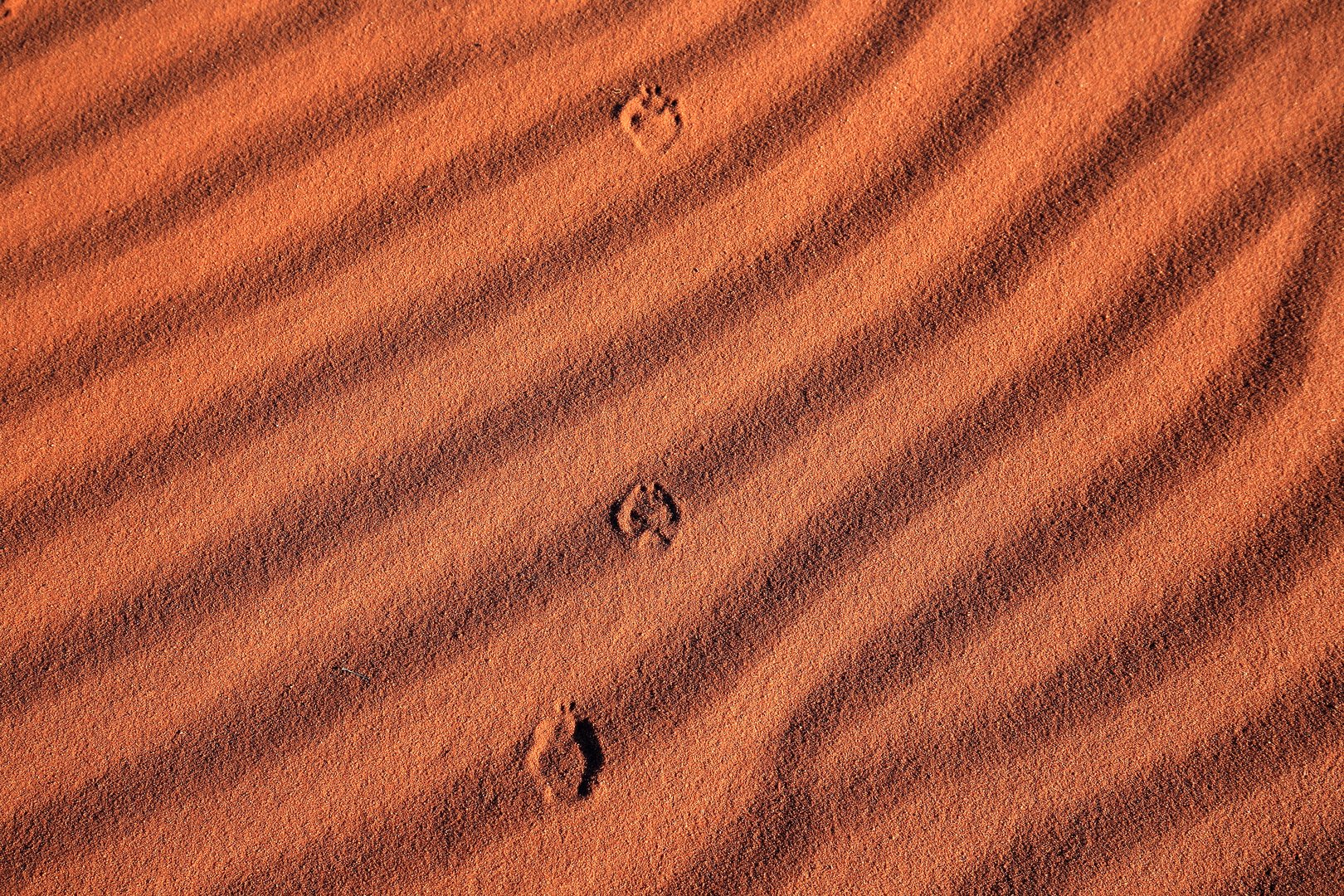 Spuren des Wüstenfuchses, Wadi Rum, Jordanien