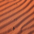 Spuren des Wüstenfuchses, Wadi Rum, Jordanien