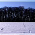 Spuren die zum Wald führen