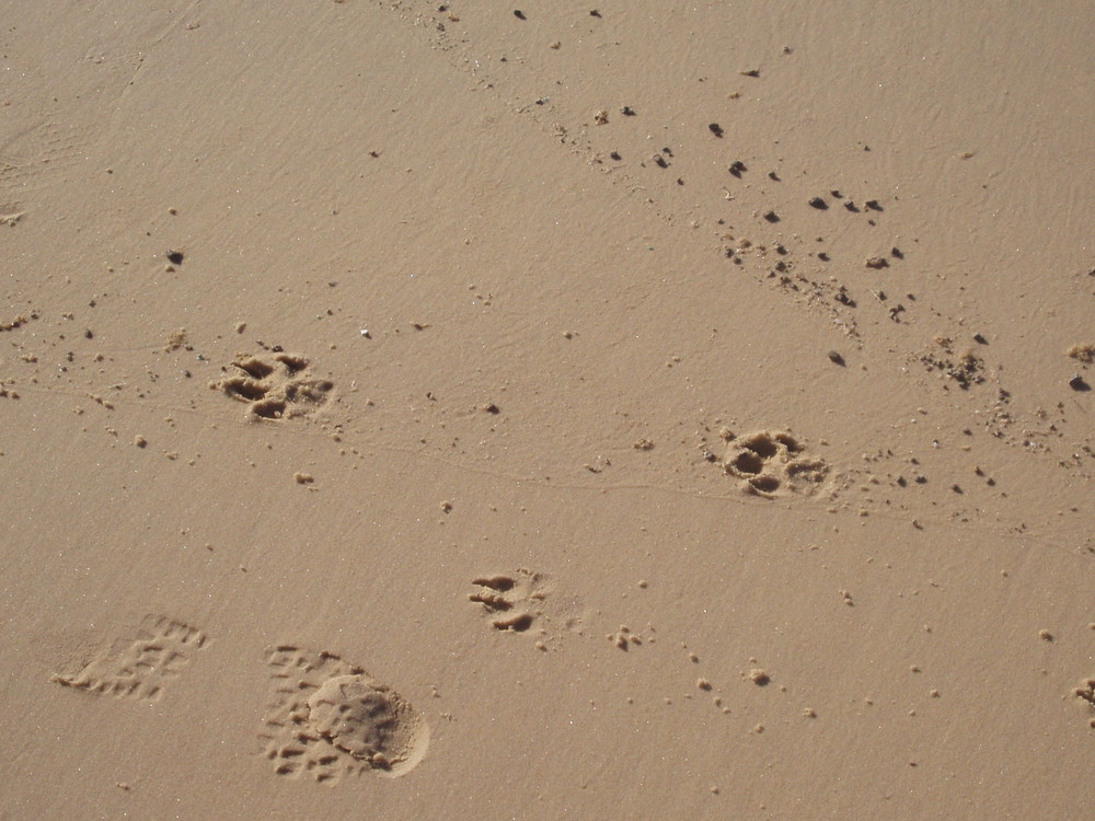 Spuren eines Dingos auf Fraiser Island