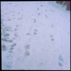 Spuren hinterlest man nie den der Gund auf den Du läufst wird schmelzen wie der Schnee