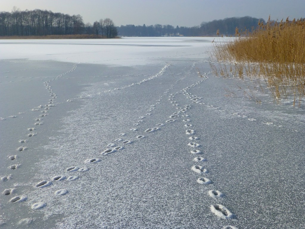 Spuren im Eis