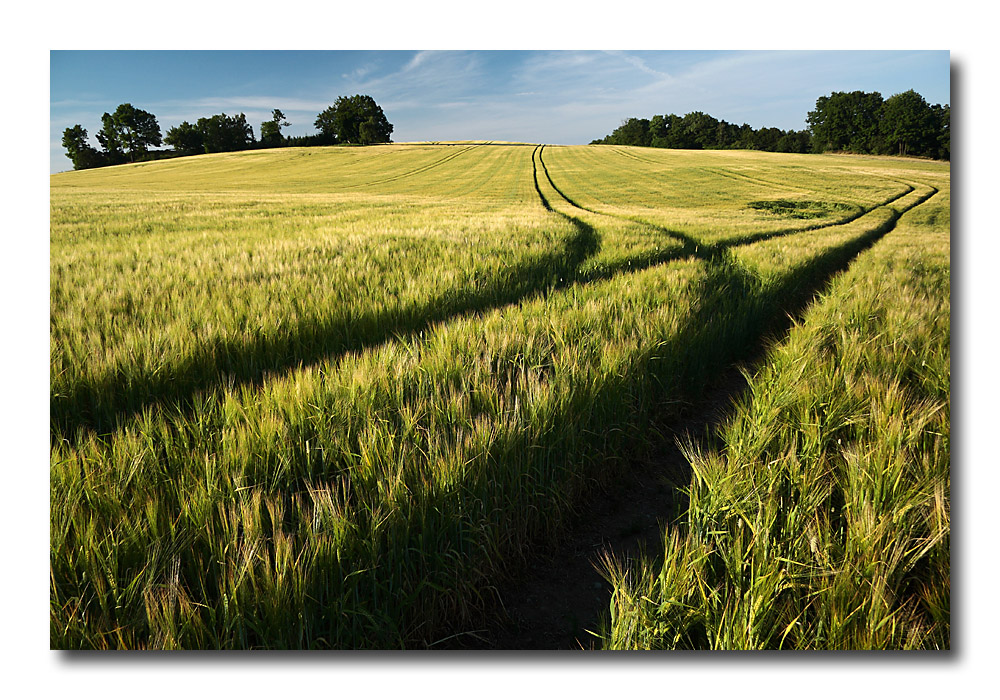 Spuren im Feld