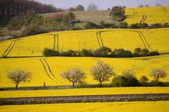 Spuren im Feld....