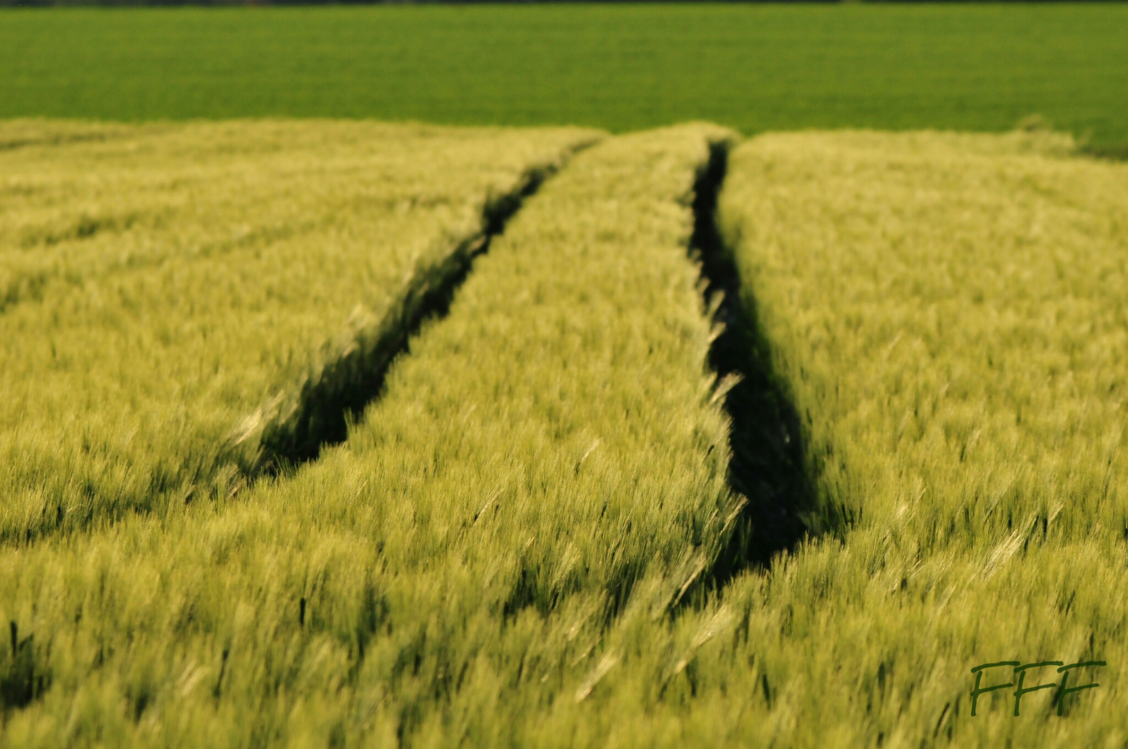 Spuren im Feld