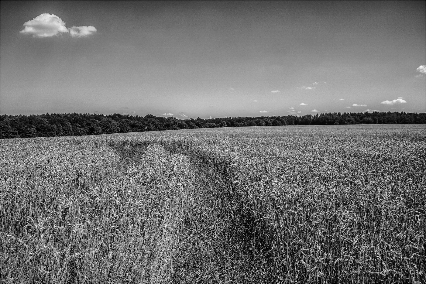 Spuren im Feld