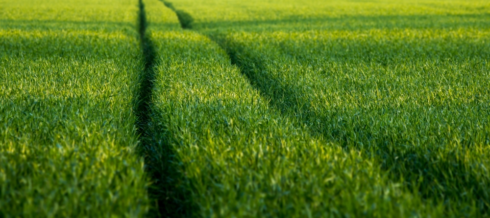 Spuren im Feld