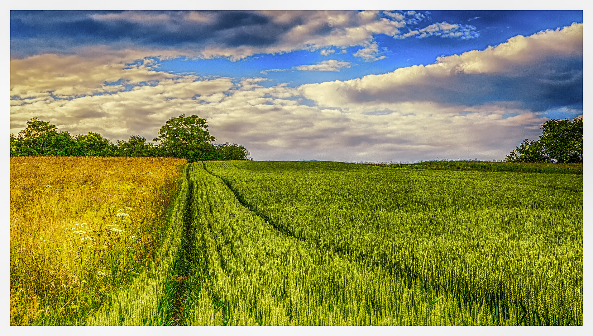 Spuren im Feld