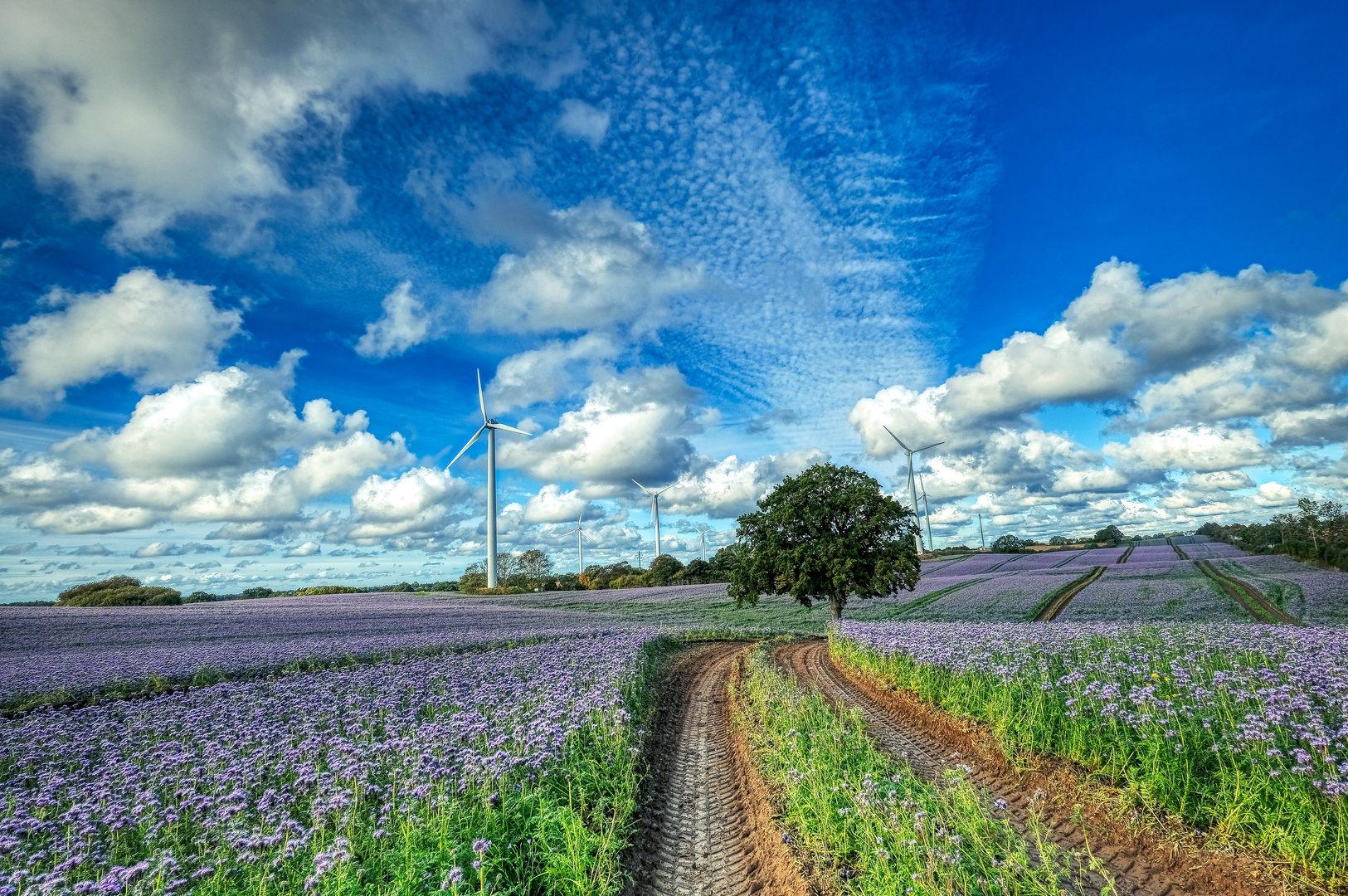 Spuren im Feld