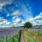 Spuren im Feld