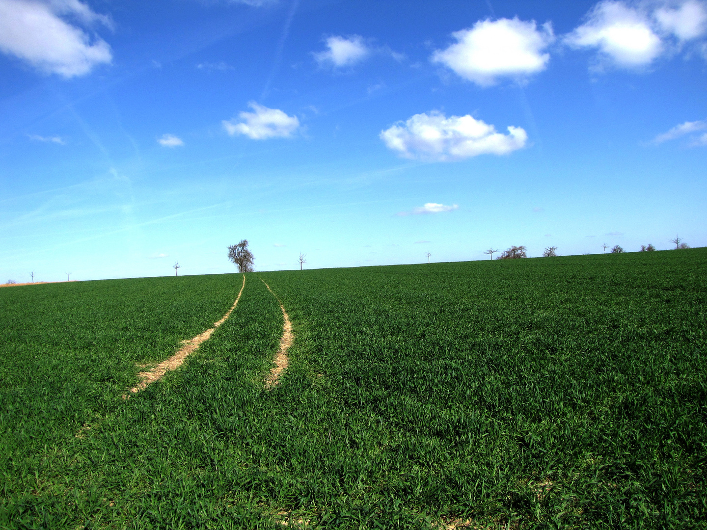 Spuren im Feld