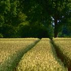 Spuren im Feld