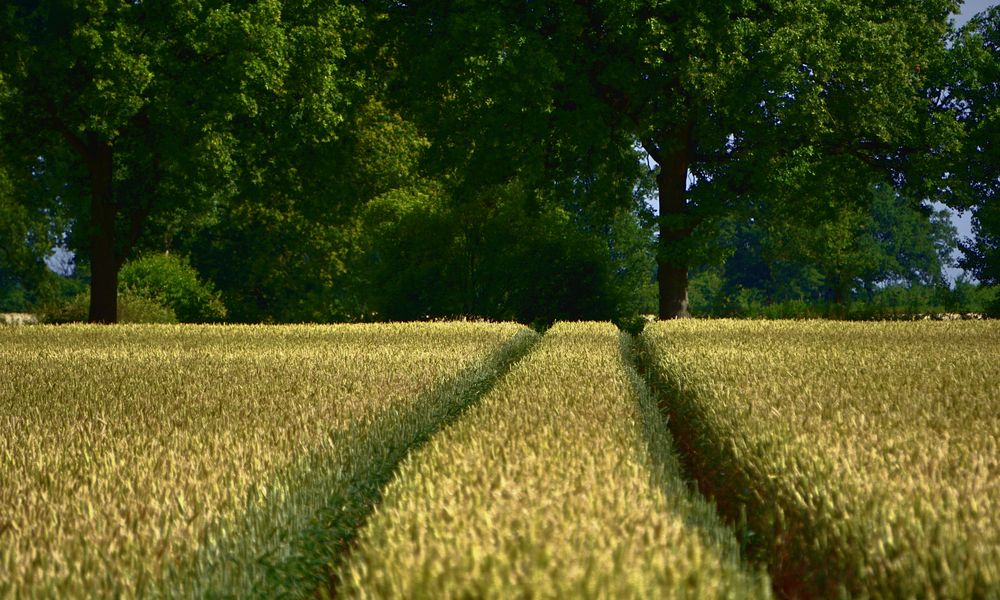 Spuren im Feld