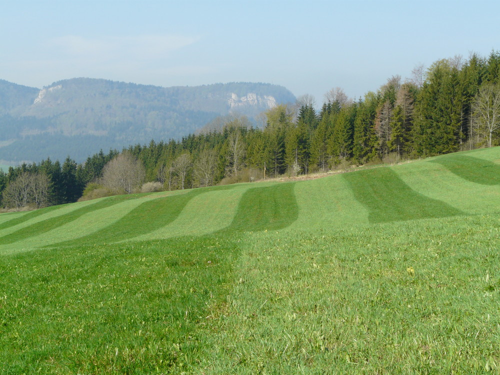 Spuren im Frühling