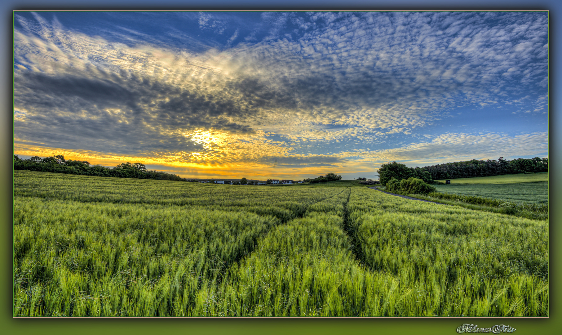 Spuren im Gerstenfeld 