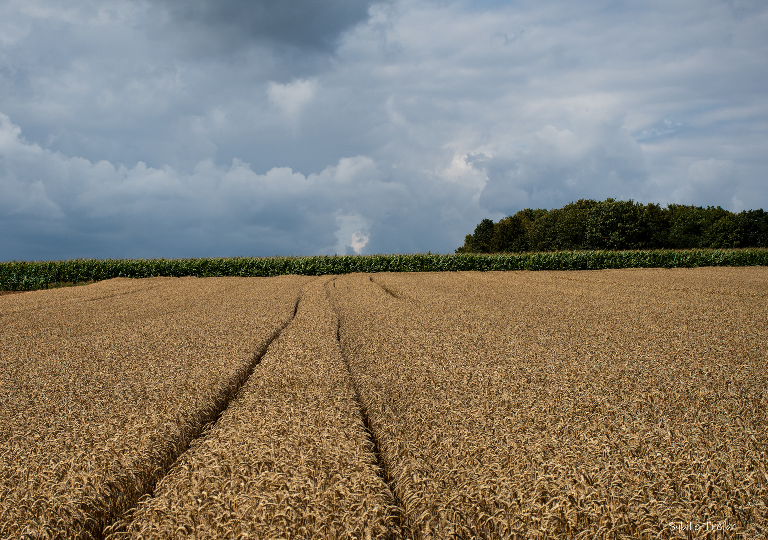 Spuren im Getreidefeld