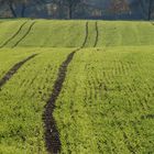 Spuren im Grün