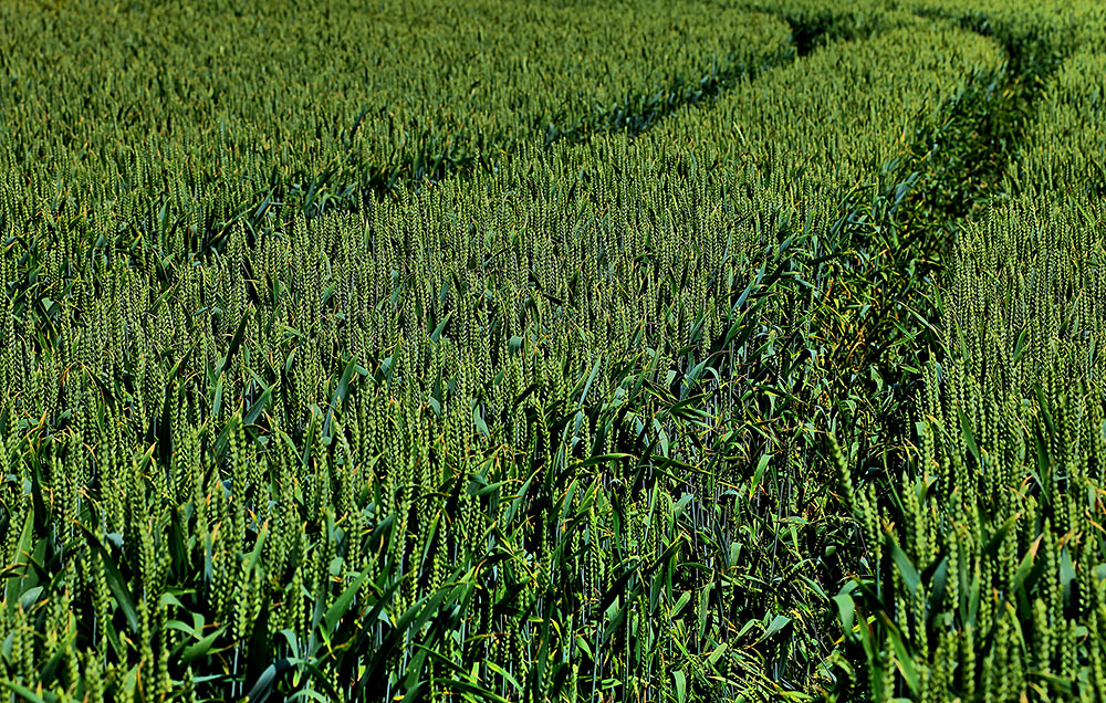 Spuren im Grün