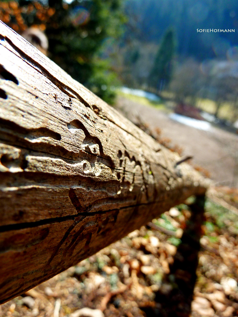 Spuren im Holz