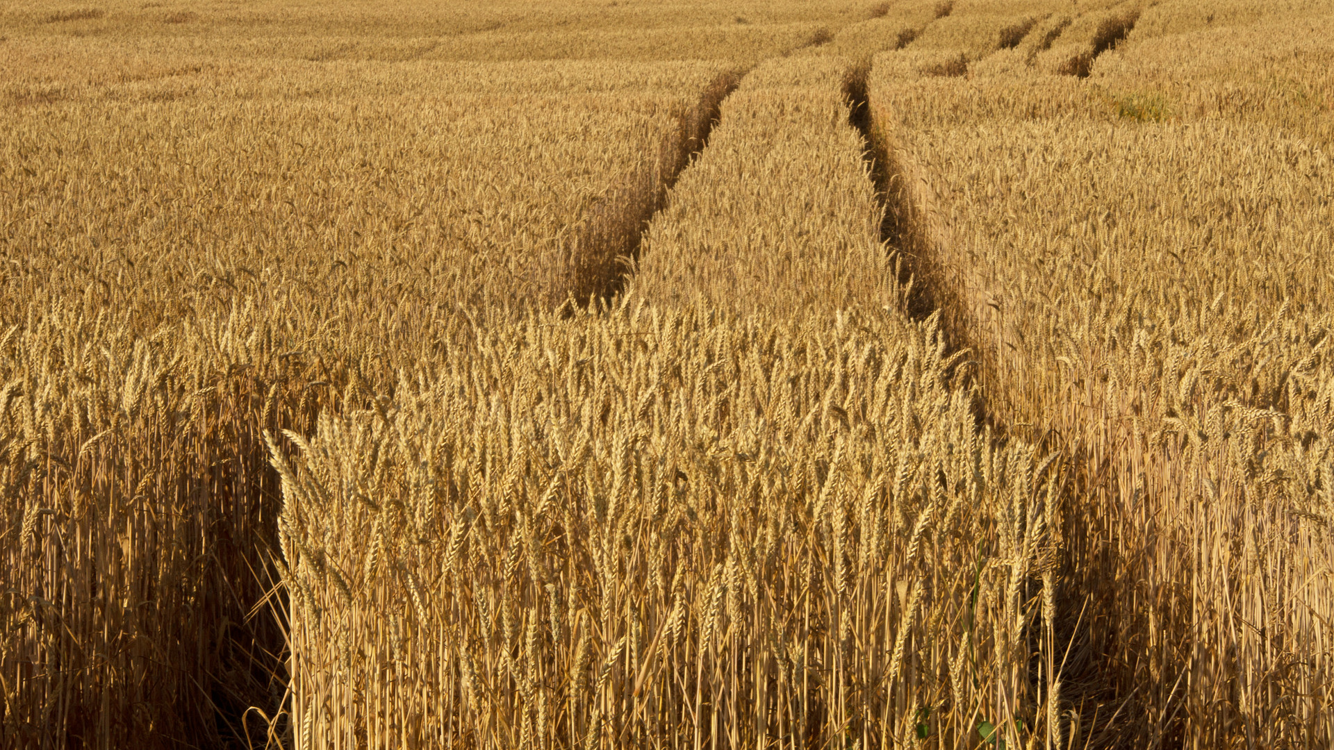 Spuren im Korn scharfe Tiefe