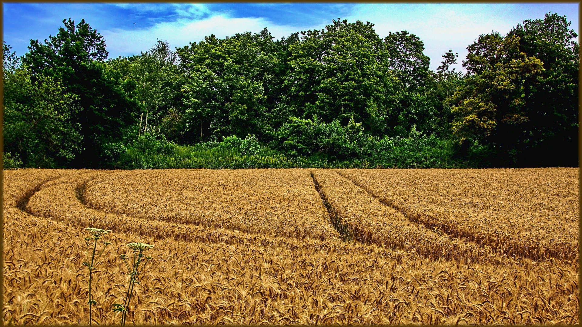 Spuren im Kornfeld ...