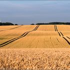 Spuren im Kornfeld