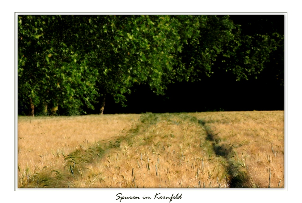 Spuren im Kornfeld