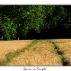 Spuren im Kornfeld