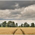 Spuren im Kornfeld