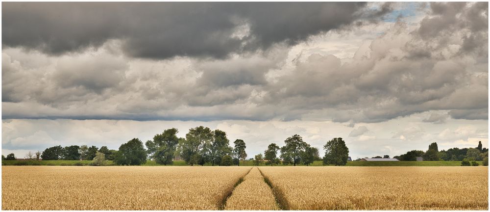 Spuren im Kornfeld