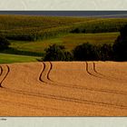 Spuren im Kornfeld