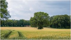 Spuren im Kornfeld