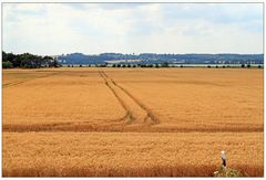 Spuren im Kornfeld