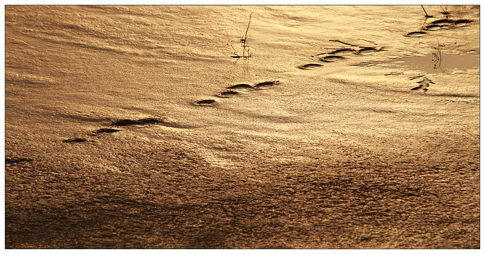 Spuren im letzten Schnee