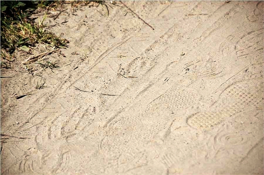 Spuren im märkischen Sand