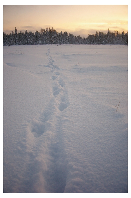 Spuren im Moor